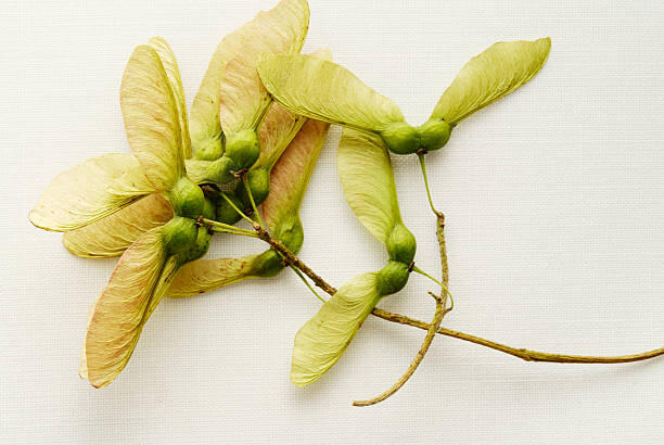 Maple seed pods on a light surface