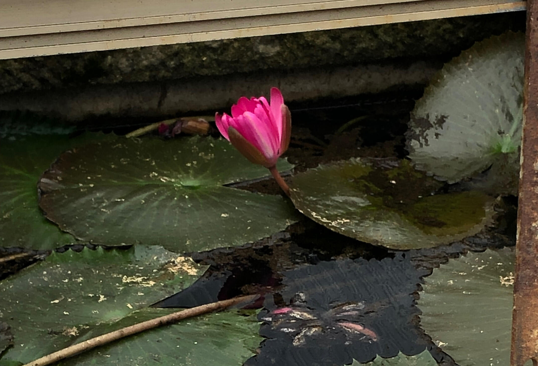Maple seed pods on a light surface