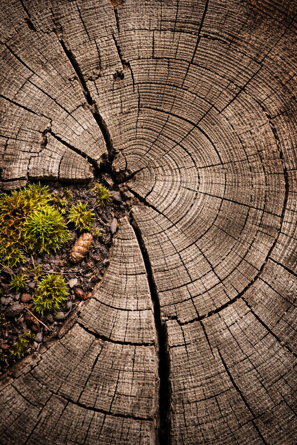 Maple seed pods on a light surface