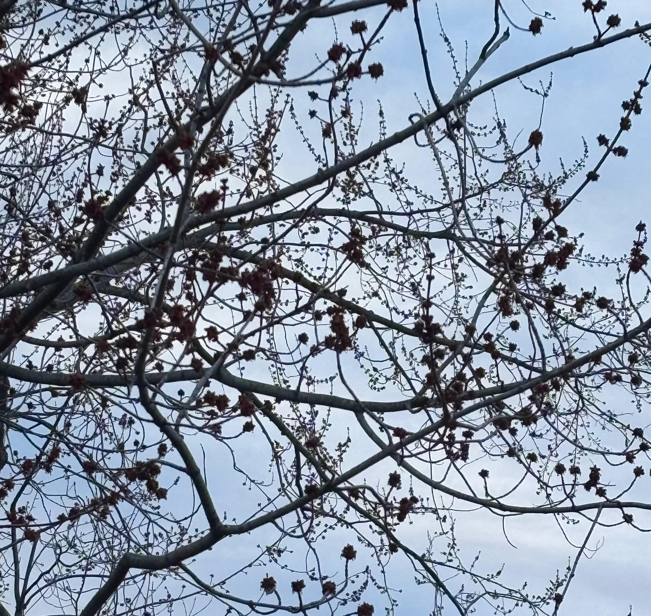 Small reddish clusters line the branches. The leaves have not yet emerged. Maple seed pods on a light surface